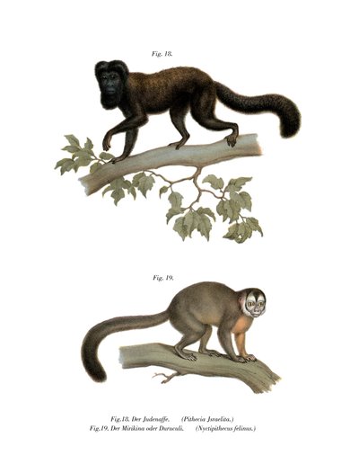 Brown-backed Bearded Saki by German School